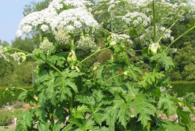 白芷醋液根治灰指甲？白芷粉能去痘印嗎？