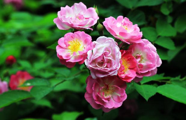 薔薇冬天澆水嗎？小薔薇怎么修剪？