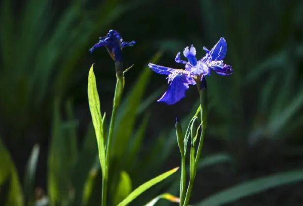 鳶尾花種子怎么種？鳶尾花有毒么？