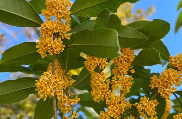 桂花酒泡多久可以喝？鮮桂花可以泡茶喝嗎？