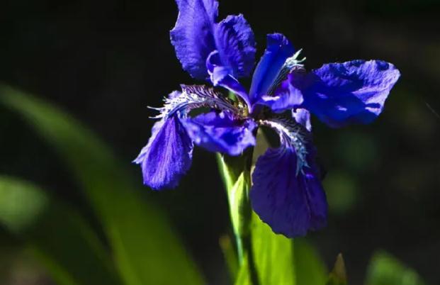 鳶尾花什么時候開 ？鳶尾花和鳶尾蘭的區(qū)別？