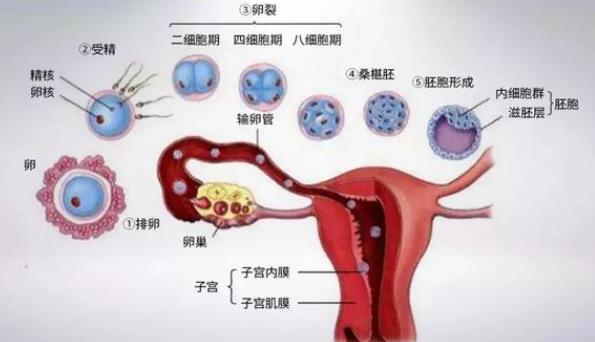 人工授精大概要多少錢 人工授精的過程是什么