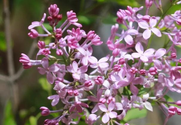 丁香花幾月開？丁香花如何扦插繁殖？