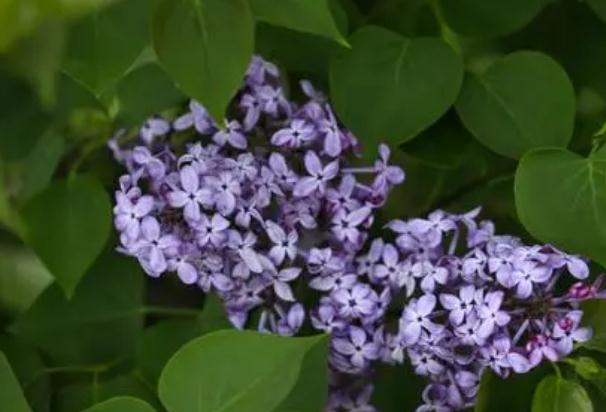 丁香花止痛？丁香花能泡茶喝嗎？