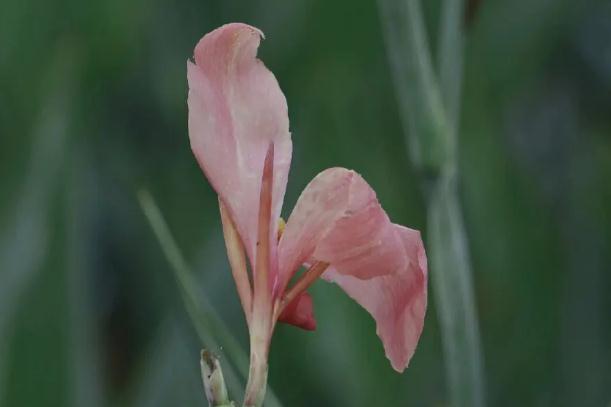 美人蕉種植方法和時(shí)間？美人蕉什么季節(jié)開花？