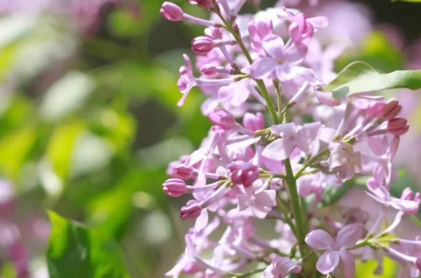 丁香花怎么泡茶喝？丁香花怎么養(yǎng)開花好？