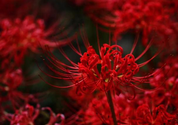 彼岸花要多久才開花？彼岸花為什么不開花只長葉子呢？