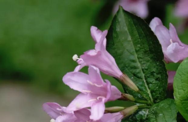 錦帶花如何養(yǎng)殖？錦帶花花期是什么時候？