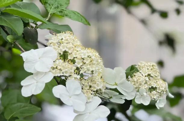 怎么區(qū)別繡球花和瓊花？什么是繡球莢蒾？