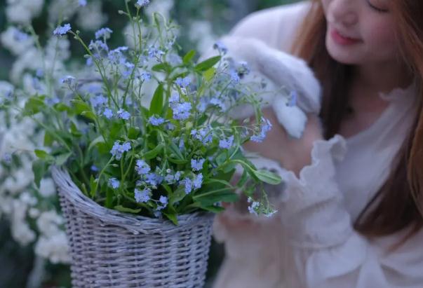 勿忘我花茶的功效 ？勿忘我花茶禁忌？