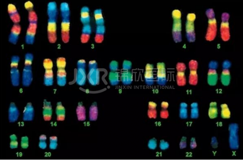 美國(guó)HRC染色體平衡易位和染色體異常 第三代IVF技術(shù)如何有效應(yīng)對(duì)?試管知識(shí)