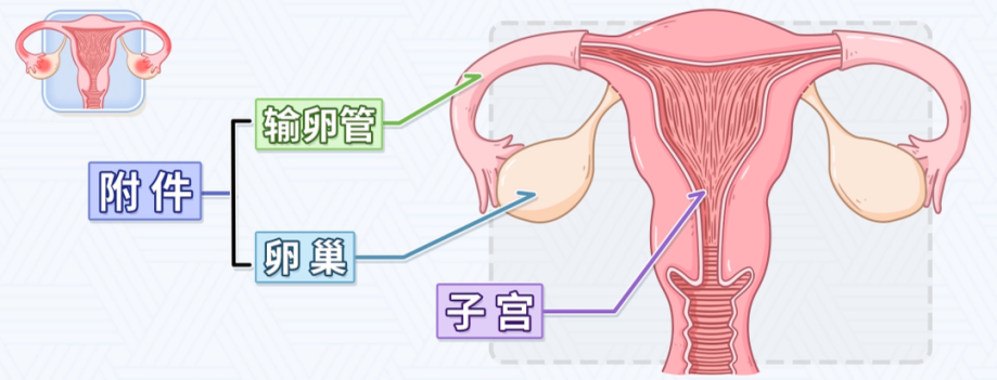 高翠霞：妙手仁心，中醫(yī)巧治盆腔炎