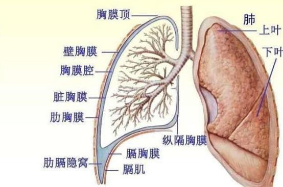 胸膜炎會復(fù)發(fā)嗎 胸膜炎多久會復(fù)發(fā)