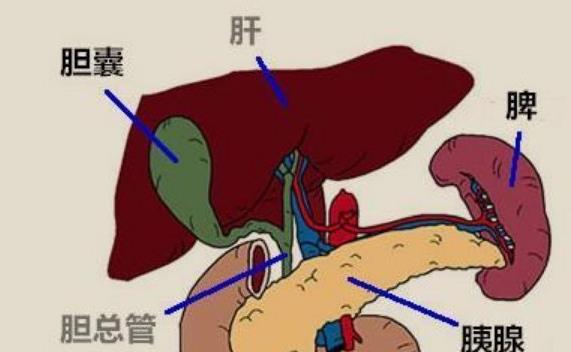 膽結石掛什么號 膽結石平時要注意什么