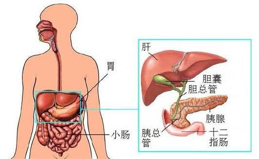 膽結(jié)石割了膽不能吃什么 膽結(jié)石割了膽后吃什么好