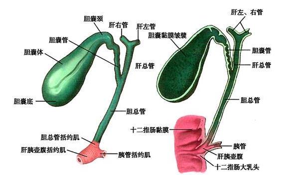 膽結(jié)石能排出去嗎 膽結(jié)石如何排出去