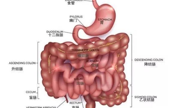 結(jié)腸炎放屁多怎么回事 結(jié)腸炎會(huì)消瘦嗎